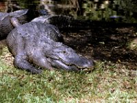 Florida - Tampa - Busch Gardens - Alligator